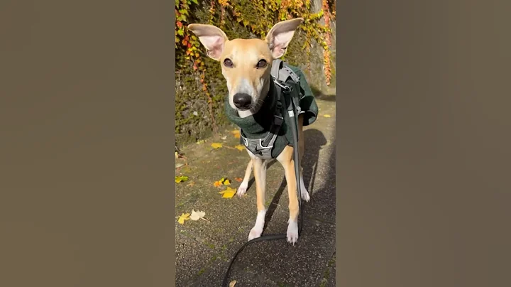 Whippets are the most beautiful breed and you can't tell me otherwise
