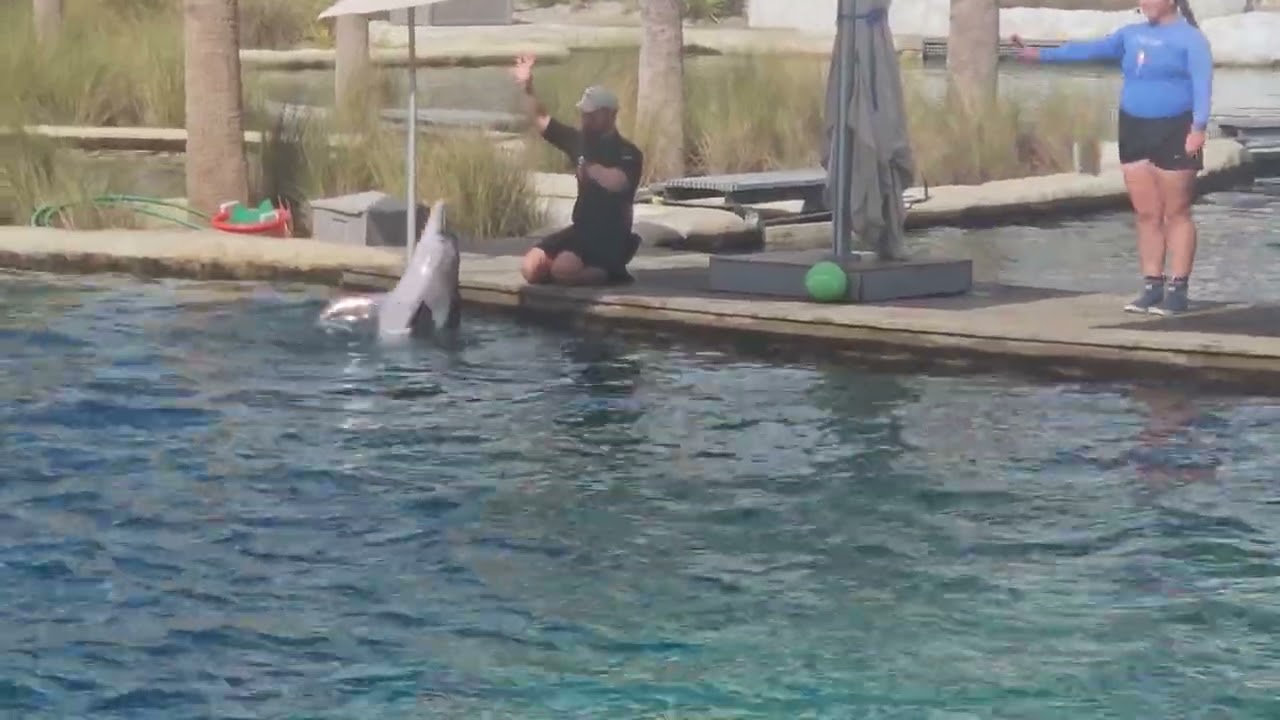 Gulfarium, Dolphin show Destin, Florida