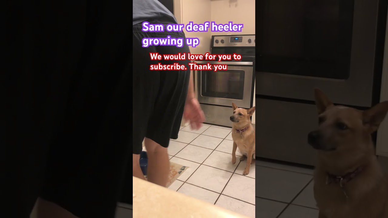 Sam our deaf heeler growing up