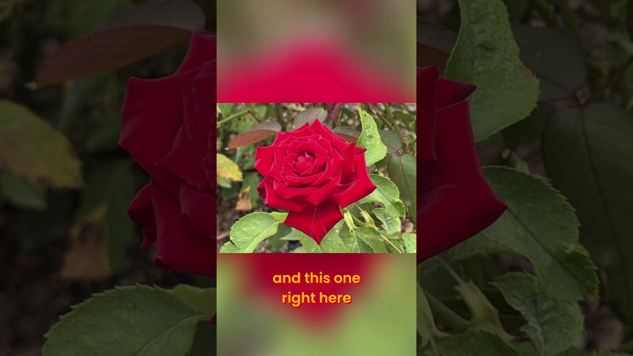 Why THIS Red Rose is My Absolute Favorite!