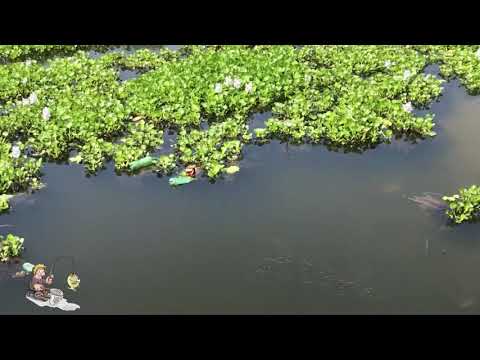 Beautiful Pond | Fishing Video | Fishing Mania