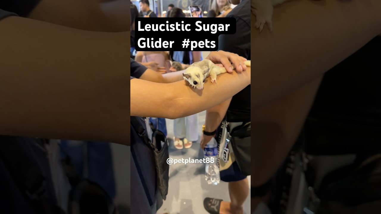 Leucistic Sugar Glider 