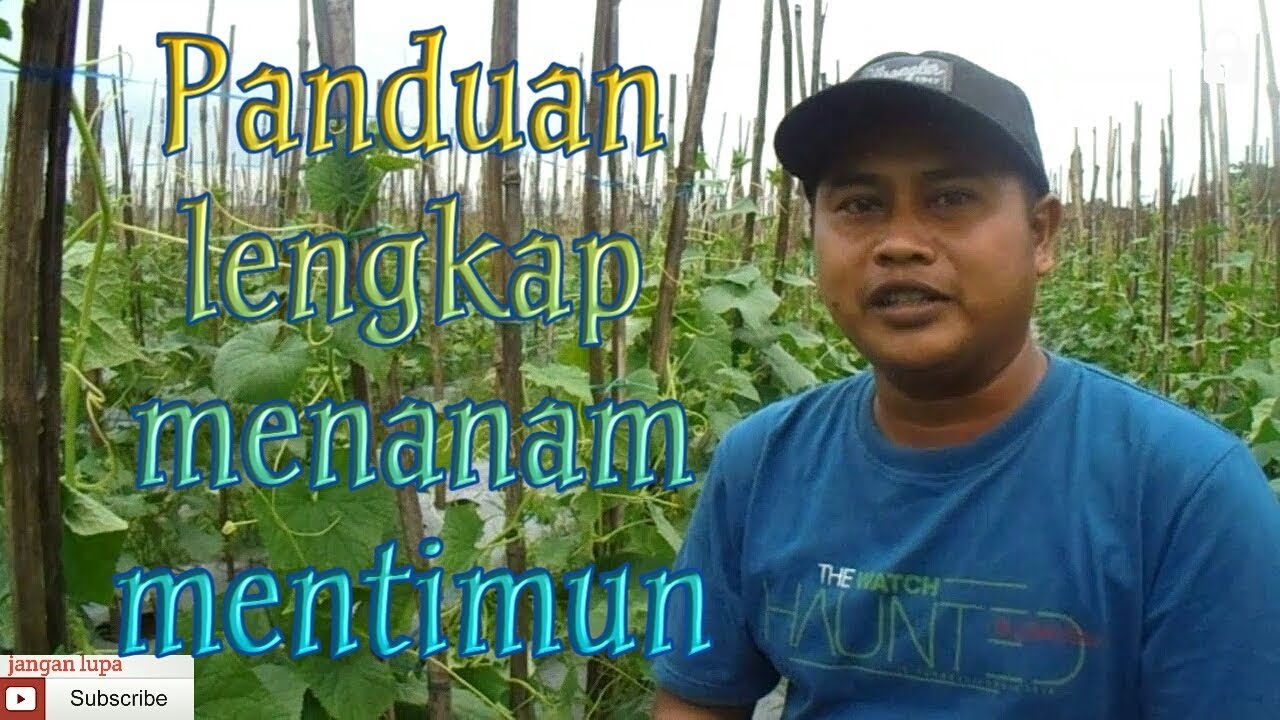 Panduan lengkap menanam mentimun 