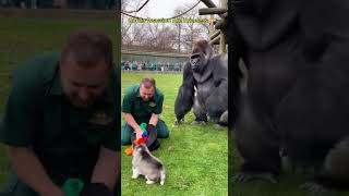 Trick is PRICELESS Gorilla's Reaction to Magic ! 🦍😲