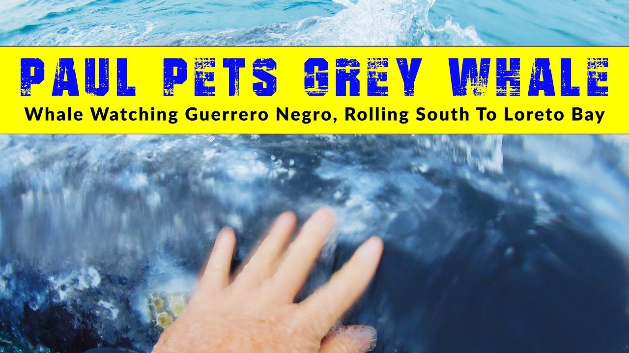Petting A Whale In Guerrero Negro | RVing Baja Mexico Part 3