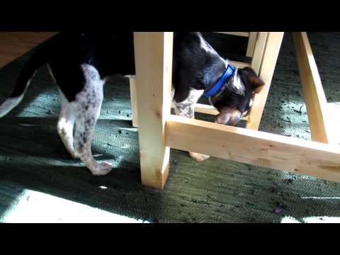 kibiちゃん ~初めまして〜