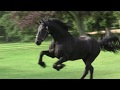 Friesian horse establishes rank with a young Andalusian filly & an Arabian horse