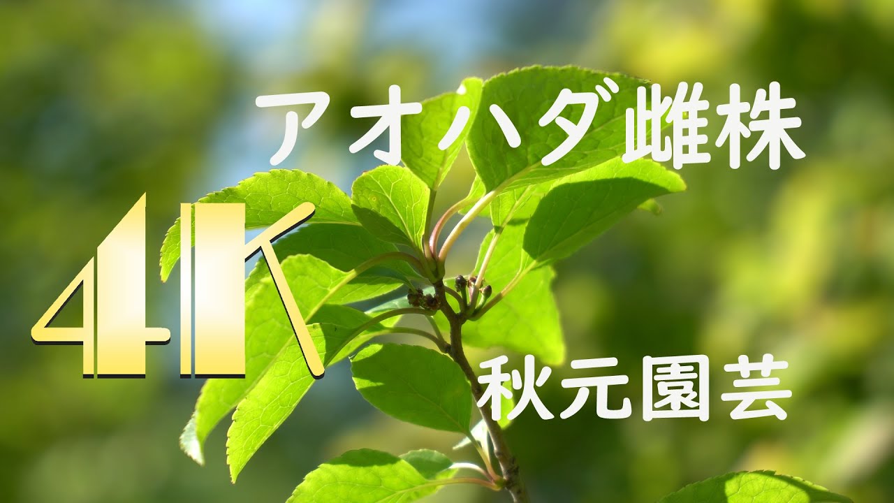 4k アオハダ雌株 小さな実 Youtube 4k アオハダ雌株 小さな実 Youtube