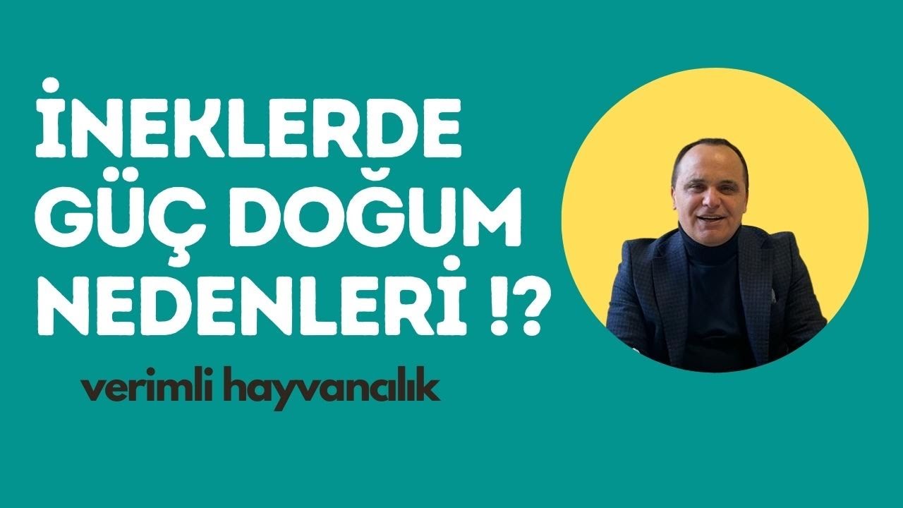 VERİMLİ HAYVANCILIK | İNEKLERDE GÜÇ DOĞUM NEDENLERİ VE GÜÇ DOĞUMUN İNEK,BUZAĞI SAĞLIĞINA ETKİLERİ