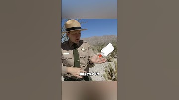 How to Instantly Remove Cactus Spines Without Pain!