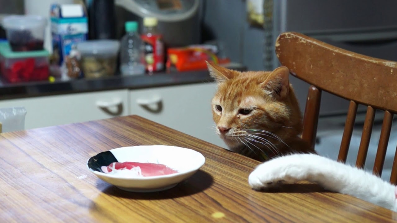 テーブルの上のお刺身と猫 Youtube
