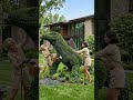 Amazing Komodo Dragon Topiary Transformation in a Luxury American Garden, Stunning Landscaping