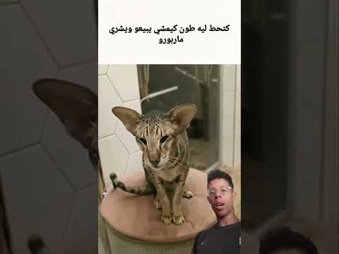 هانتما كتحط ليه طون كايبيعوا اكسبلور ضحك
