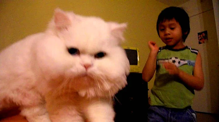 Video 11545861: persian cat mom, adorable persian cat playing, persian cat baby playing, persian cat love