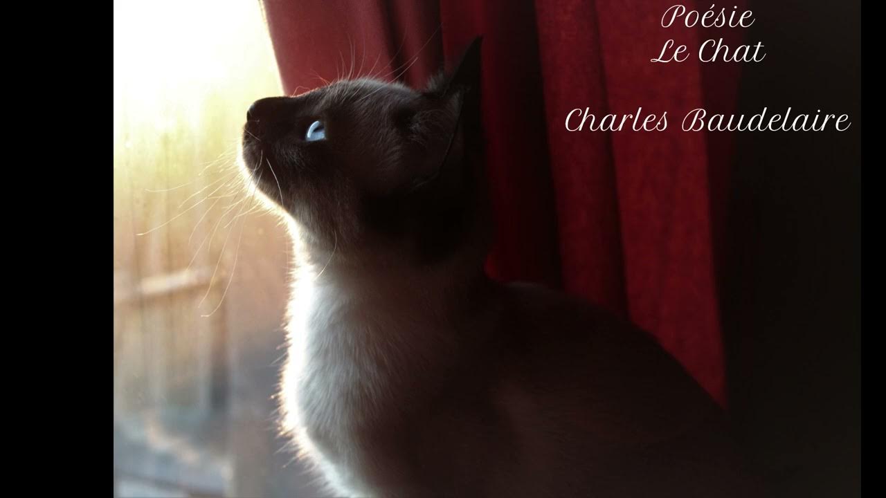 Poésie Le Chat De Sa Fourrure Blonde Et Brune www.youtube.com