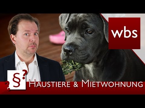 Darf ich Tiere in der Mietwohnung halten? | Rechtsanwalt Christian Solmecke