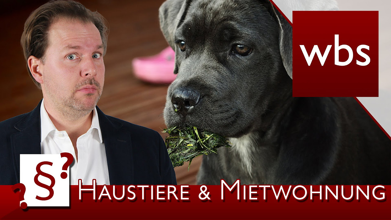 Update New Darf ich Tiere in der Mietwohnung halten? | Rechtsanwalt Christian Solmecke