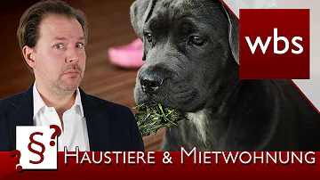 Können Hunde in der Wohnung verboten werden?