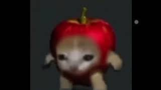 Apple Cat running
