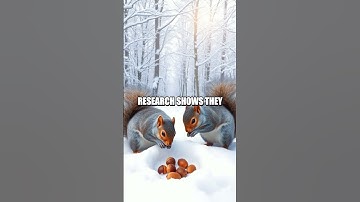 The Clever Cache of the Eastern Grey Squirrels