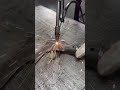 #laserwelding #wel #machine #trending #welding