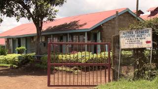 Coffee Production In Kenya by SketchSolutions TV 557 views 9 years ago 11 minutes, 12 seconds