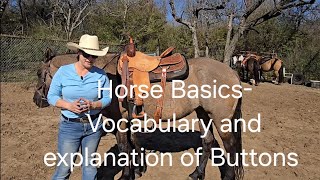 Beginner Friendly- Horse Vocabulary and How leg position buttons control movement