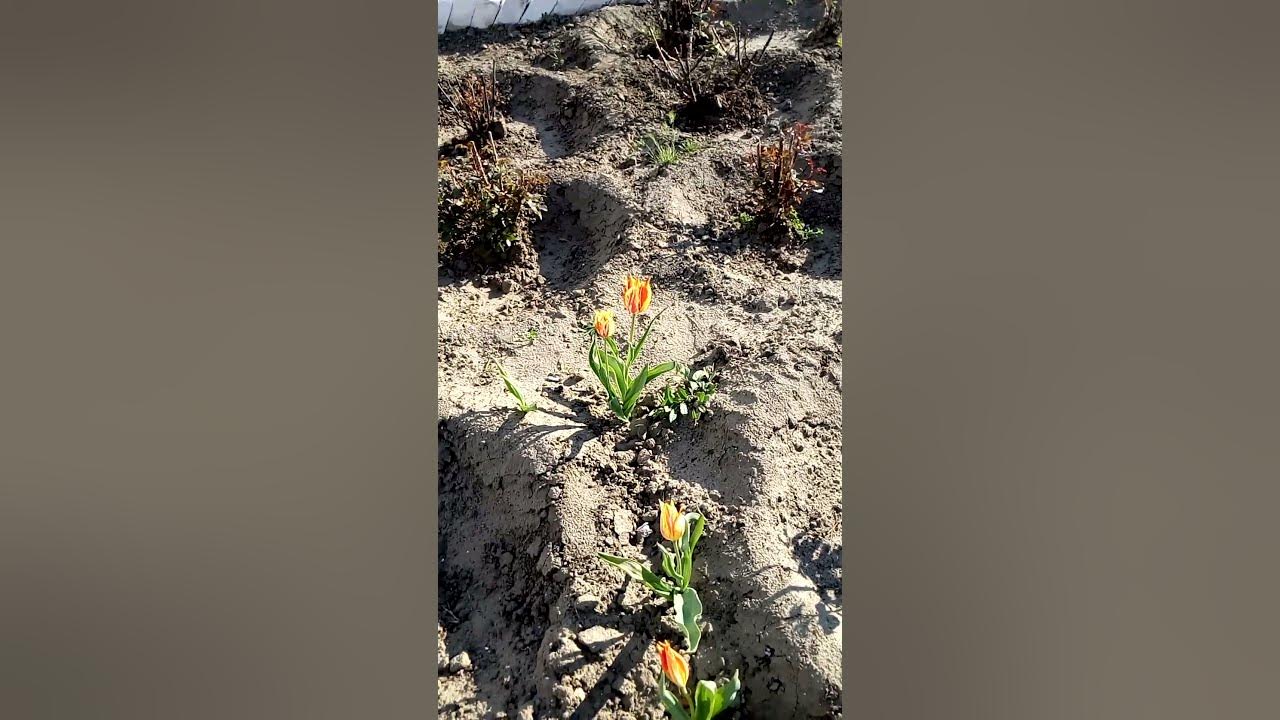 Интересные красивые желто оранжевые тюльпаны Interesting beautiful ...