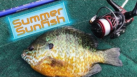 Berkley Gulp 1” Minnow Producing Summer Sunfish