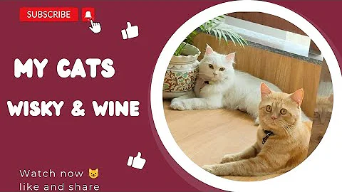 Watch the video about Cat videos //cute cat videos// funny cat videos //persian cat videos//kitty//cat lover// meow// pet