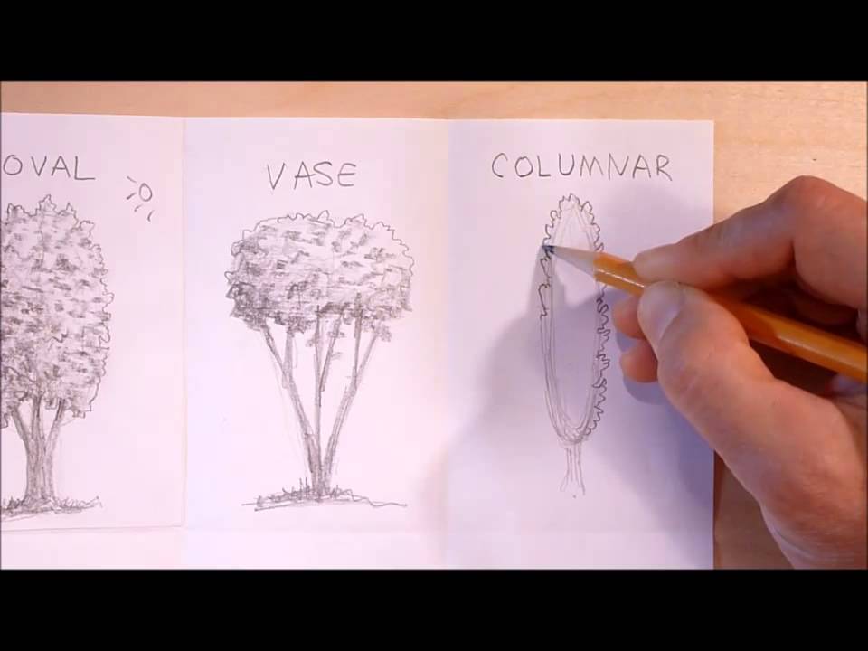 How to draw basic tree shapes - YouTube