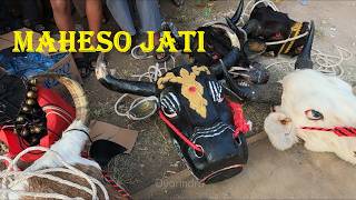 Going wild with the Maheso Jati bull dance, full trance performance