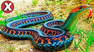 TOP 08 ANIMAIS QUE VOLTARAM DA EXTINÇÃO l Almanaque x