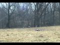 Wisconsin Spring Turkey hunt 2009 with Lee Fehr