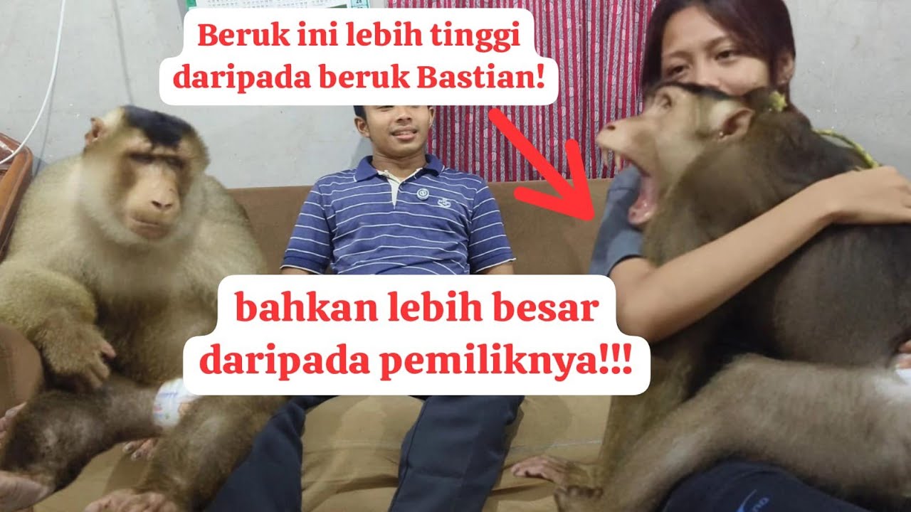 Gokil beruk ini lebih tinggi dari beruk Bastian! padahal usia nya baru 6tahun!!!