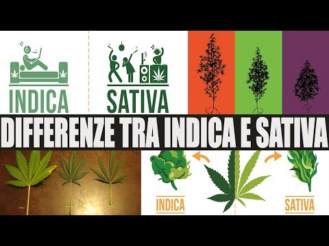 Video: Differenza Tra Indica E Sativa