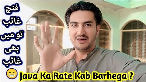 Java Sparrow and Finch Price Kab Badhengey | Mutation Zebra Finches | White Java | Fawn Java