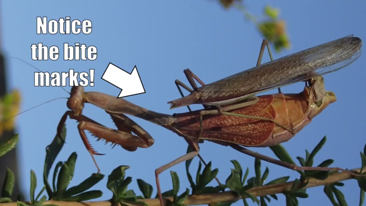 Female praying mantis bit head off male!