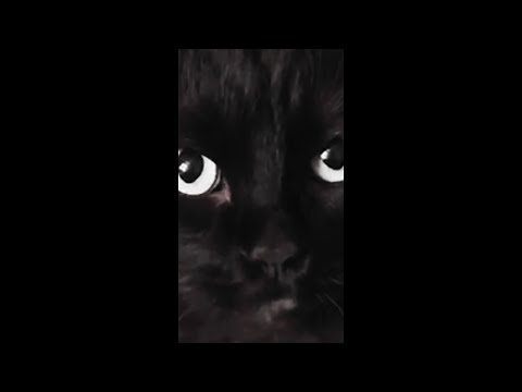 Maxwell The Clicker Cat