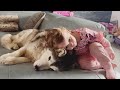 Baby LOVES Her Husky SO MUCH!🥰.