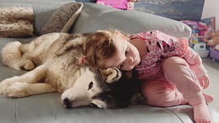 Baby LOVES Her Husky SO MUCH!🥰.