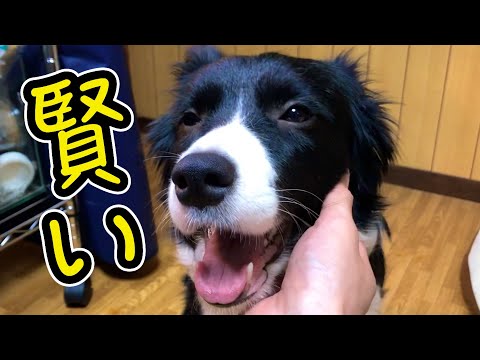 話を理解しようとする?ボーダーコリー