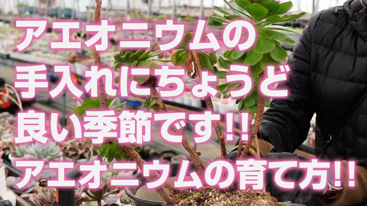 Succulent plants] It's the perfect season to take care of your