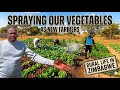 Irl SPRAYING OUR VEGETABLE GARDEN AS NEW FARMERS RURAL LIFE IN ZIMBABWE 