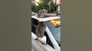Thumbnail of Stray Cats of Istanbul Surround Car || ViralHog
