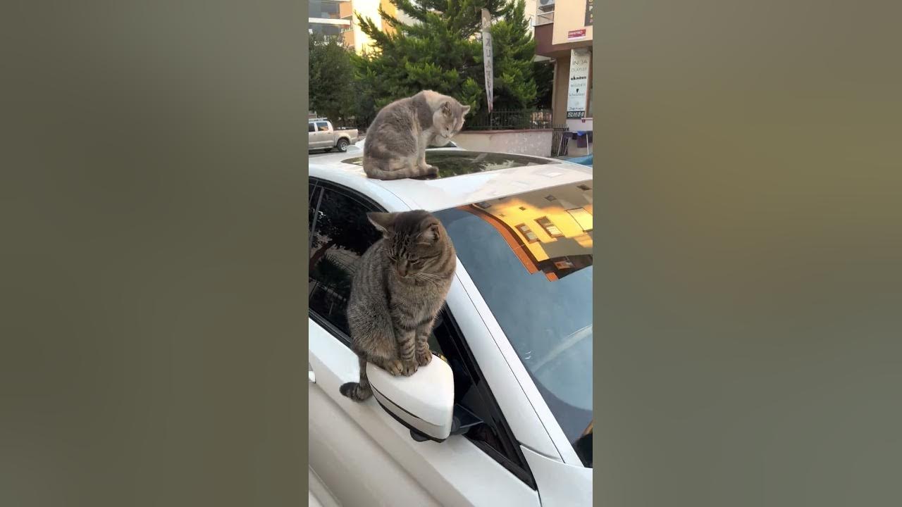 Stray Cats of Istanbul Surround Car || ViralHog Stray Cats of Istanbul Surround Car || ViralHog