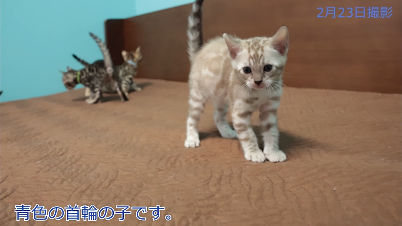 2025年1月17日生まれ　セイラママの子猫④　ベンガル