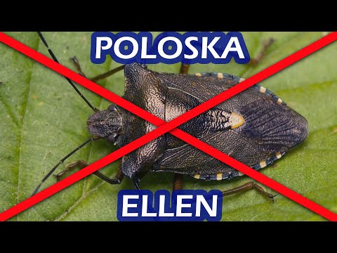 Videó: A Poloskák Kezelése Köddel: Poloskák Elpusztítása Hideg és Forró Köddel. Melyik A Jobb? Ami? Fogyasztói Vélemények