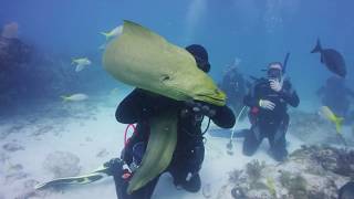 Attack of the Green Moray Eel in the Keys!  OOPS!  Eel poops on diver.