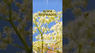 alivia resfriados #remedios#salud#para ti